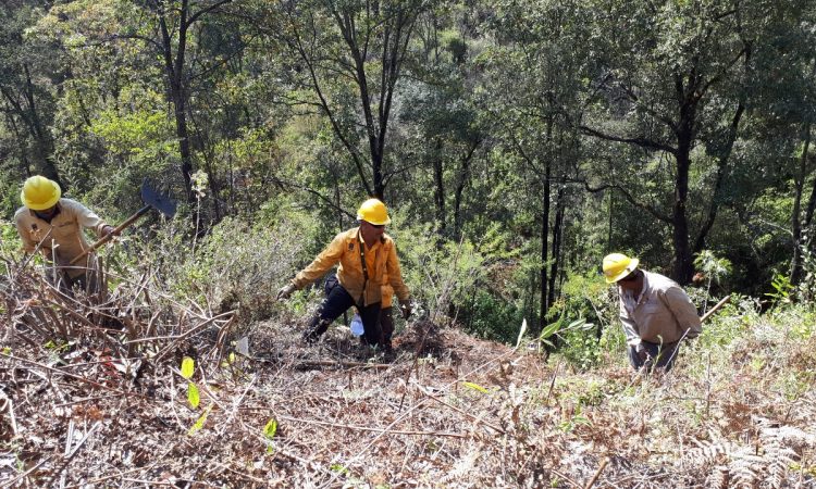 Realiza SDS trabajos preventivos contra incendios forestales