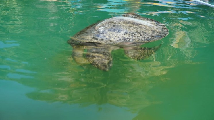 Salvan en Oaxaca a tortugas afectadas por la marea roja